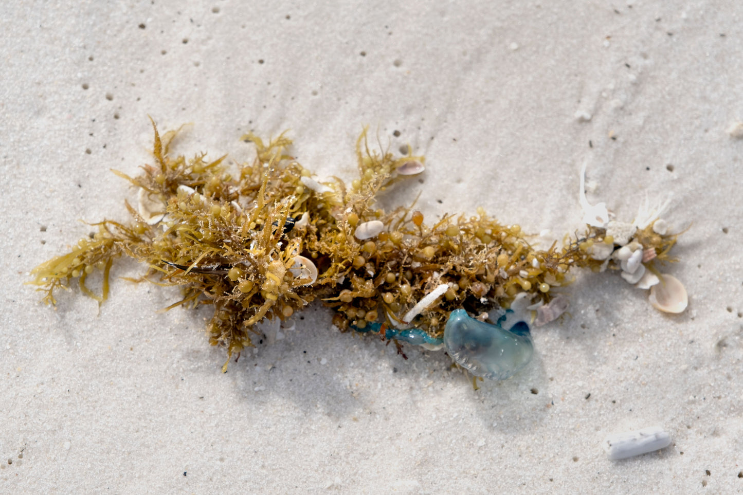 CURIOSITIES - Sargassum Seaweed at Opal Beach in Santa Rosa Area of Gulf Islands National Seashore near Navarre Beach FL