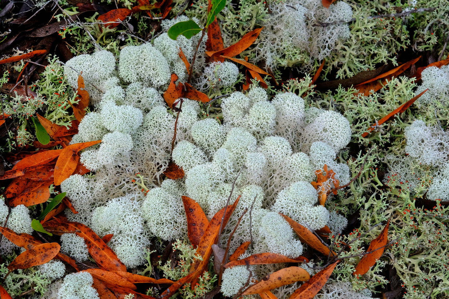 FLORA - Lichens and Fungi in Bon Secour National Wildlife Refuge in Fort Morgan AL