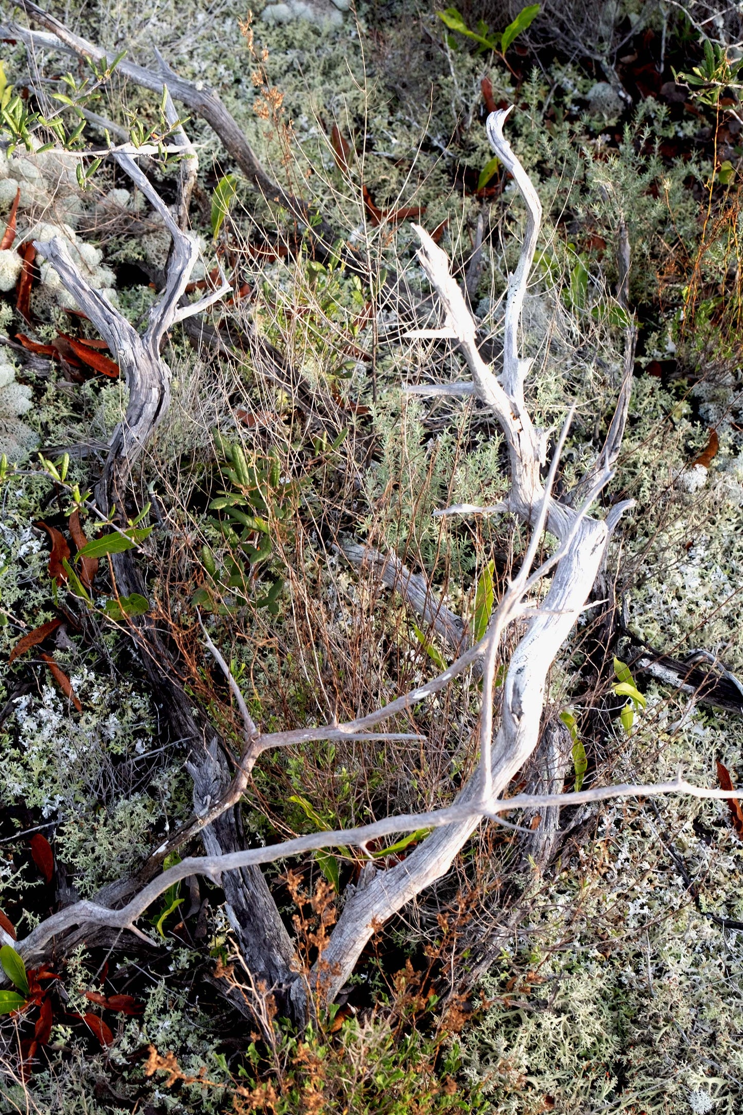 FLORA - Lichens and Fungi in Bon Secour National Wildlife Refuge in Fort Morgan AL