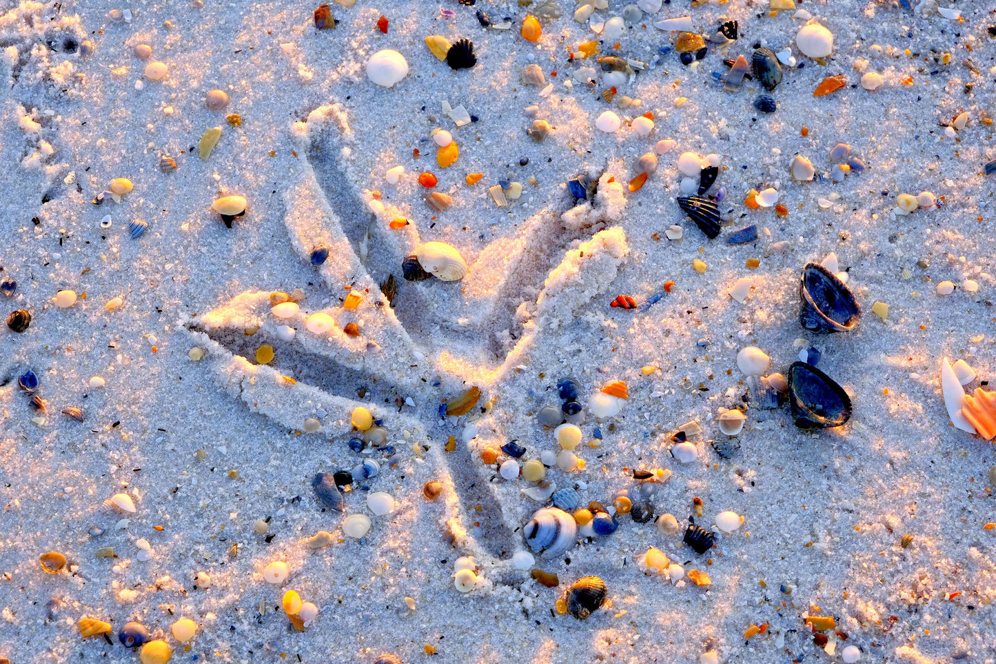 FEATHERS SHELLS & TRACKS - Great Blue Heron Track and Seashells at Pine Beach in Bon Secour National Wildlife Refuge in Fort Morgan AL
