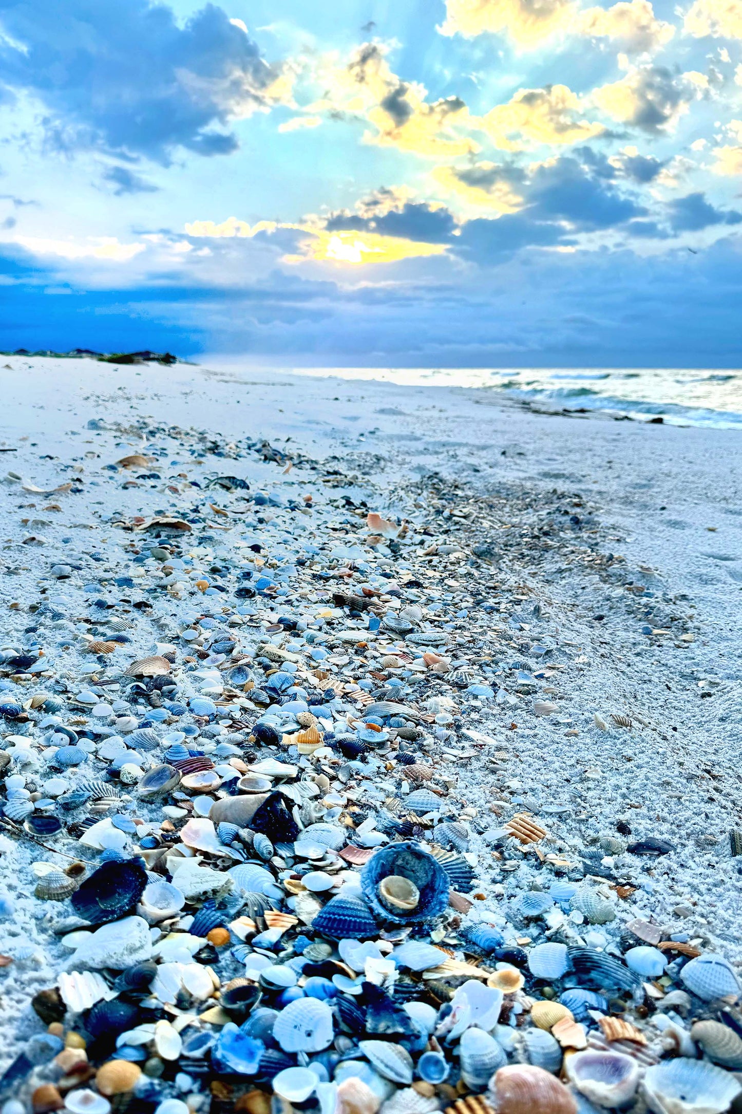 FEATHERS SHELLS & TRACKS - Seashells at Pine Beach in Bon Secour National Wildlife Refuge in Fort Morgan AL