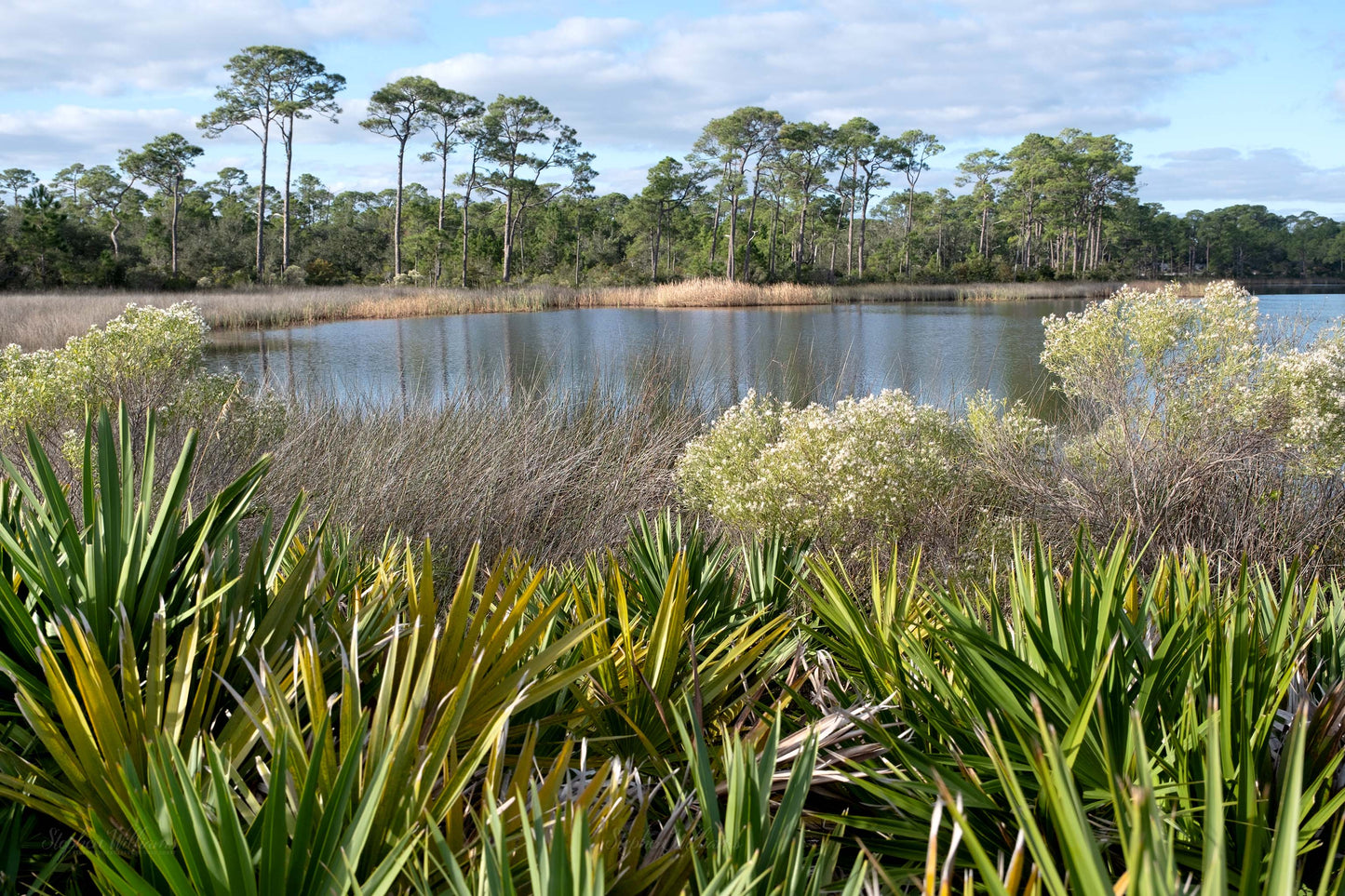 LANDSCAPES - Gator Lake in Bon Secour National Wildlife Refuge in Fort Morgan AL