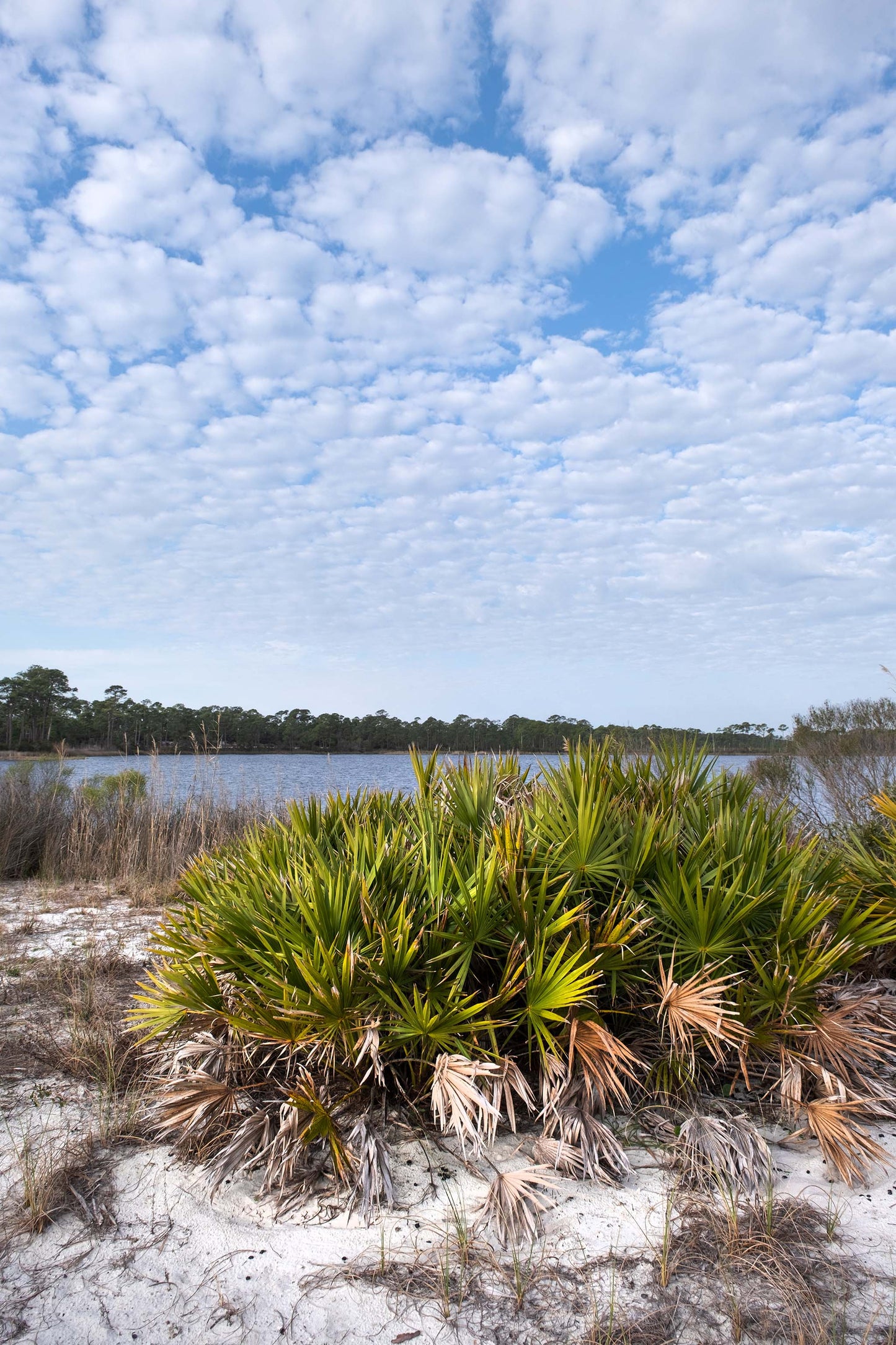 LANDSCAPES - Gator Lake in Bon Secour National Wildlife Refuge in Fort Morgan AL