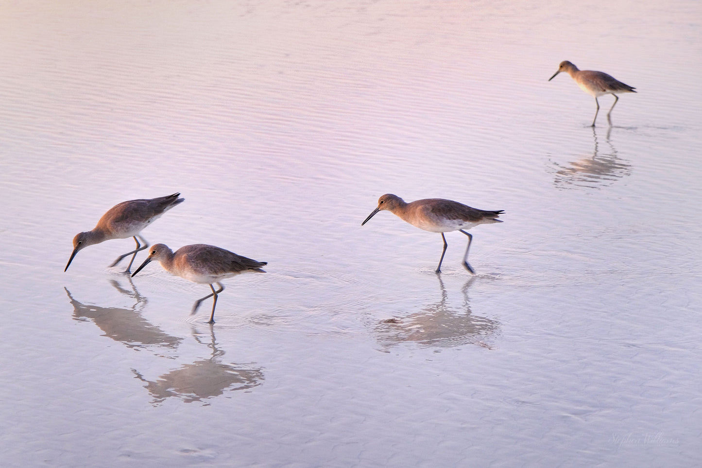 WILDLIFE - Willets at Okaloosa Island in Fort Walton Beach FL