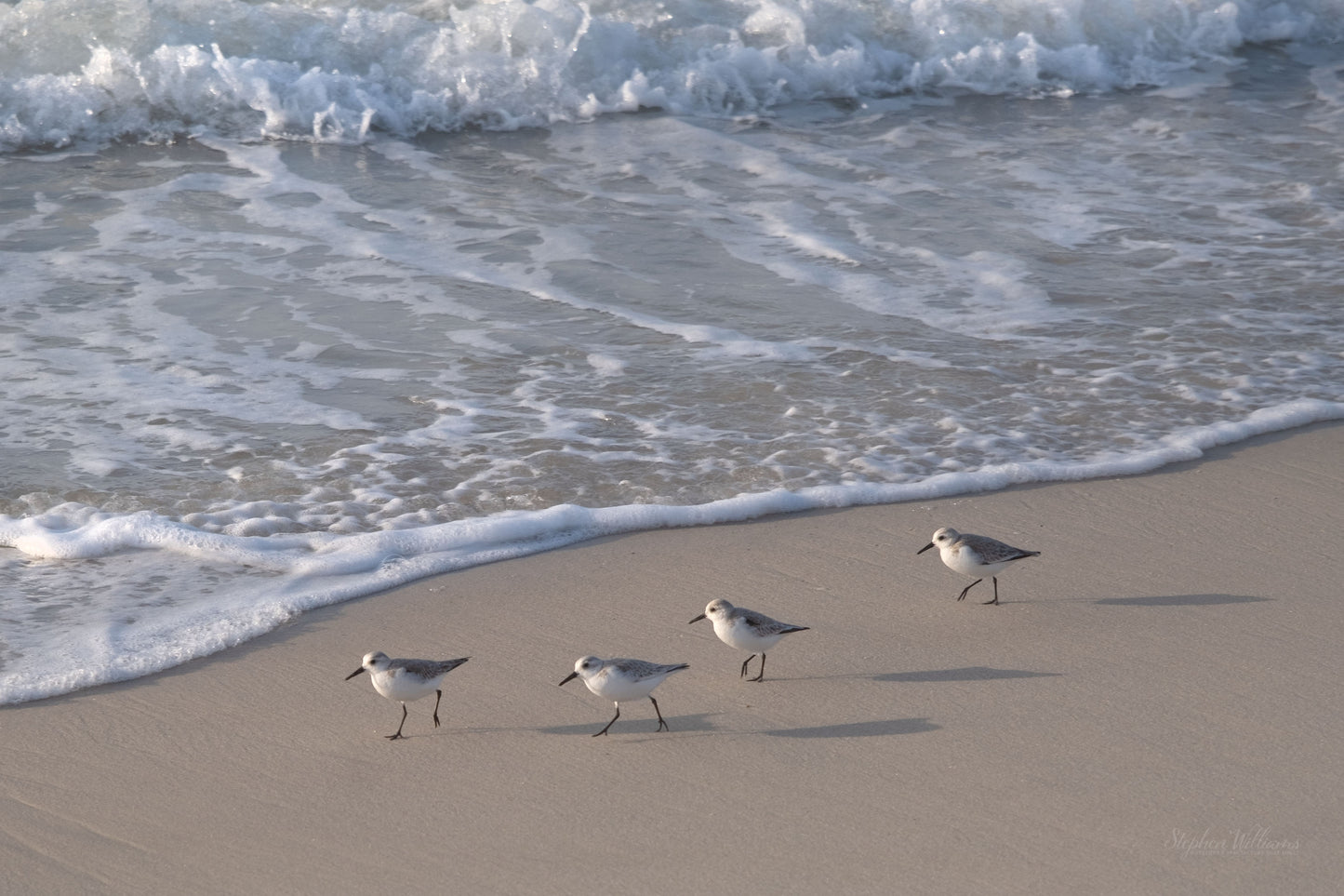 WILDLIFE - Sanderlings at Pine Beach in Bon Secour National Wildlife Refuge in Fort Morgan AL