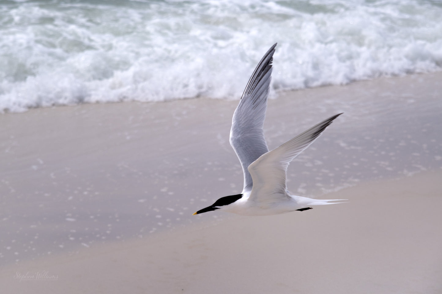 WILDLIFE - Common Tern at Opal Beach in Santa Rosa Area of Gulf Islands National Seashore near Navarre Beach FL