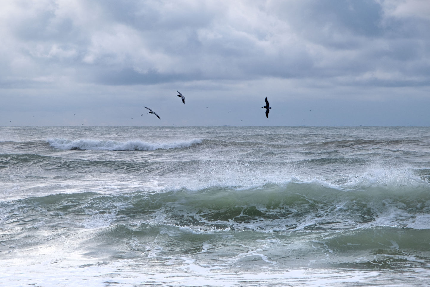 WILDLIFE - Brown Pelicans at Pine Beach in Bon Secour National Wildlife Refuge in Fort Morgan AL