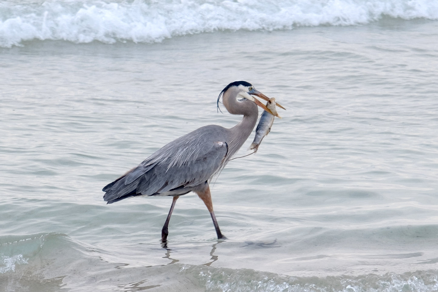 WILDLIFE - Great Blue Heron at Pine Beach in Bon Secour National Wildlife Refuge in Fort Morgan AL