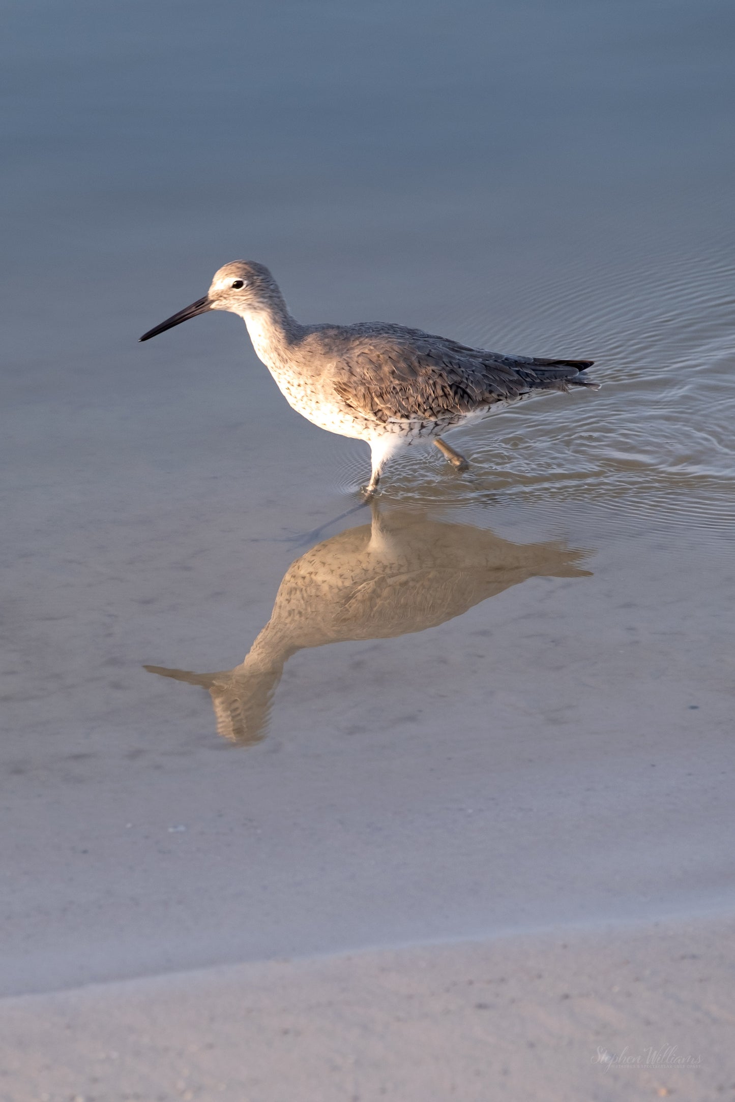 WILDLIFE - Willet at Pine Beach in Bon Secour National Wildlife Refuge in Fort Morgan AL