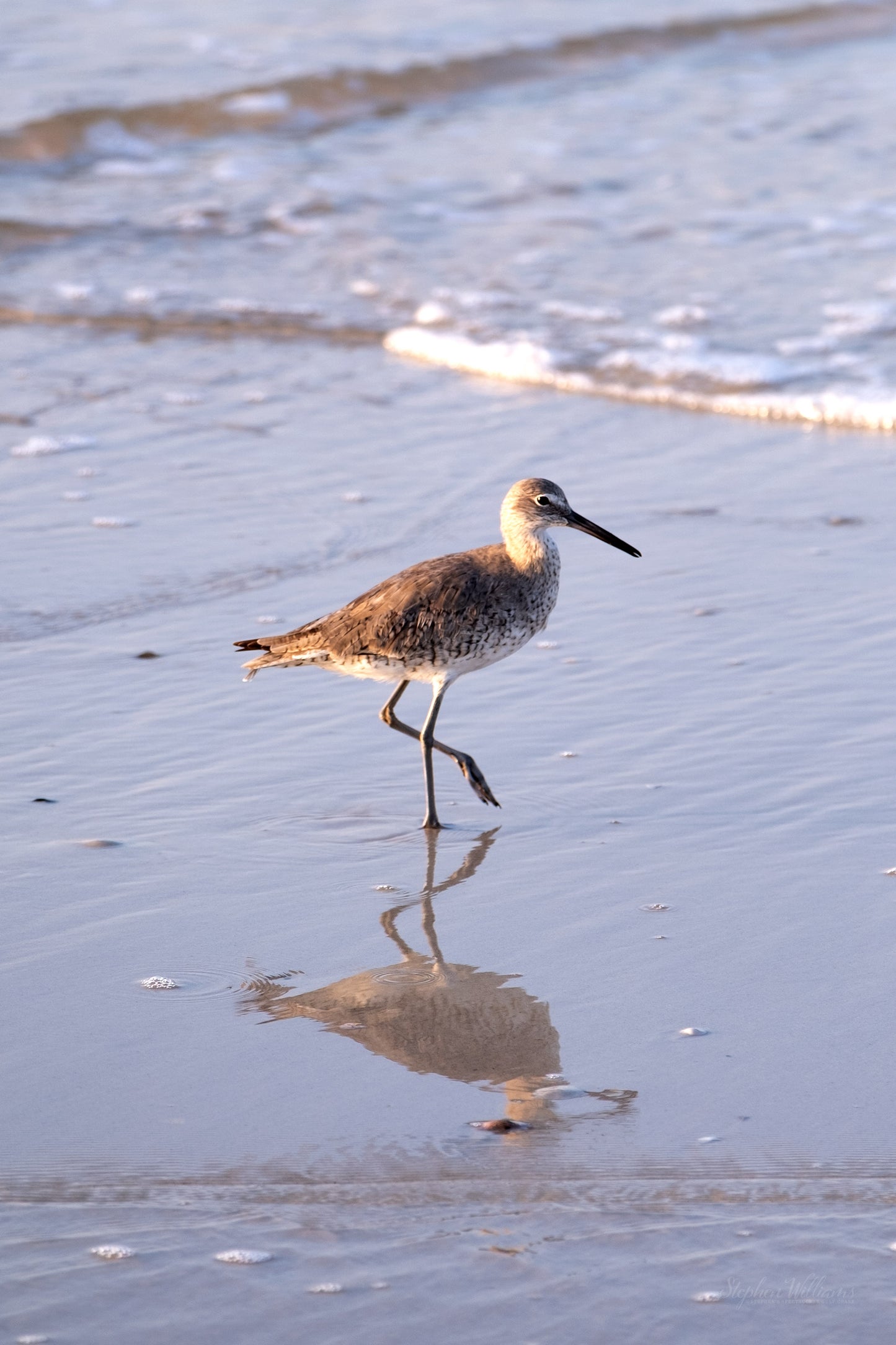 WILDLIFE - Willet at Pine Beach in Bon Secour National Wildlife Refuge in Fort Morgan AL