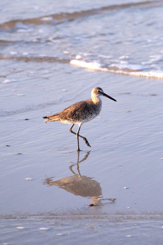 WILDLIFE - Willet at Pine Beach in Bon Secour National Wildlife Refuge in Fort Morgan AL