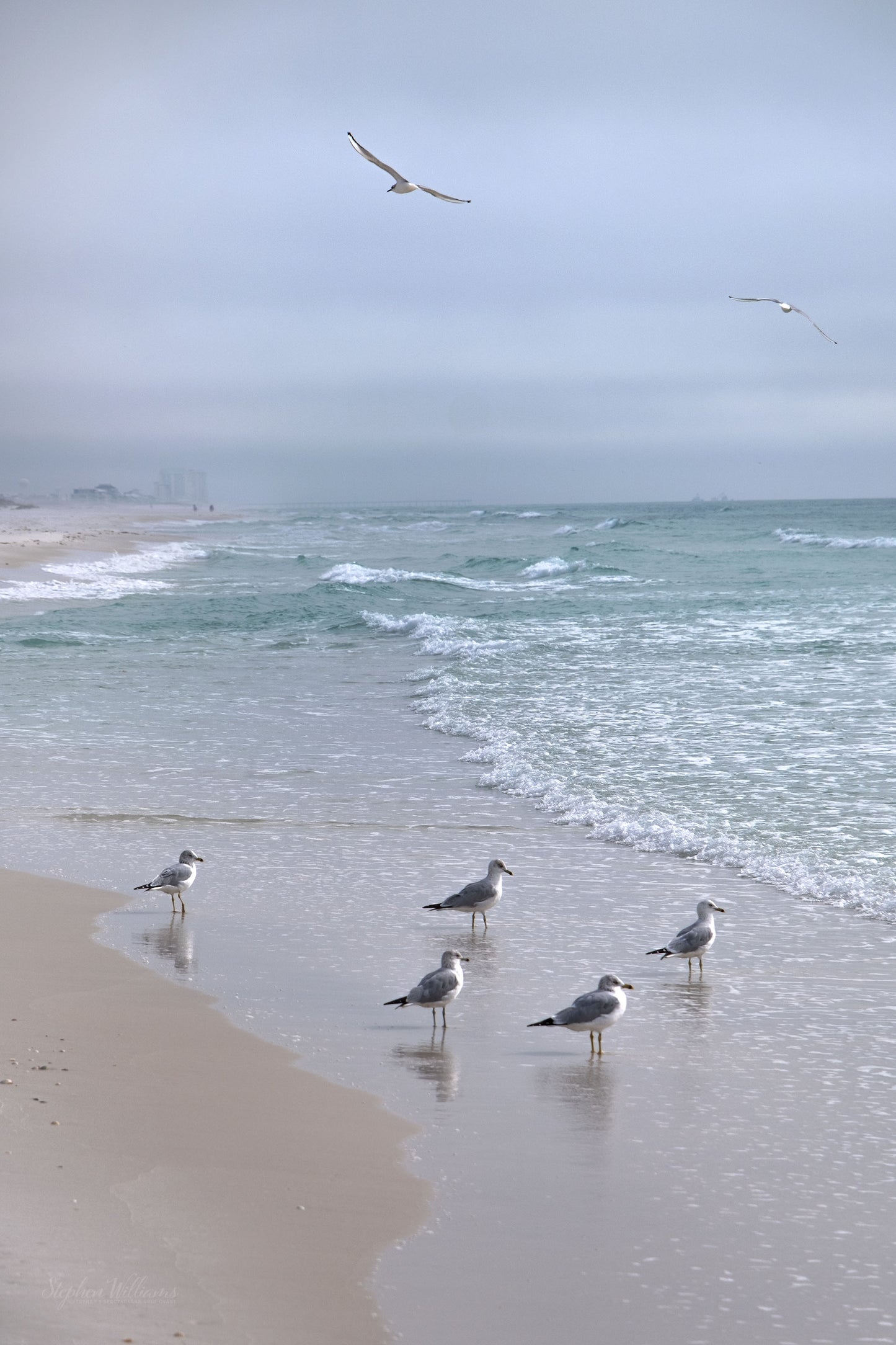 WILDLIFE - Seagulls at Opal Beach in Santa Rosa Area of Gulf Islands National Seashore near Navarre Beach FL