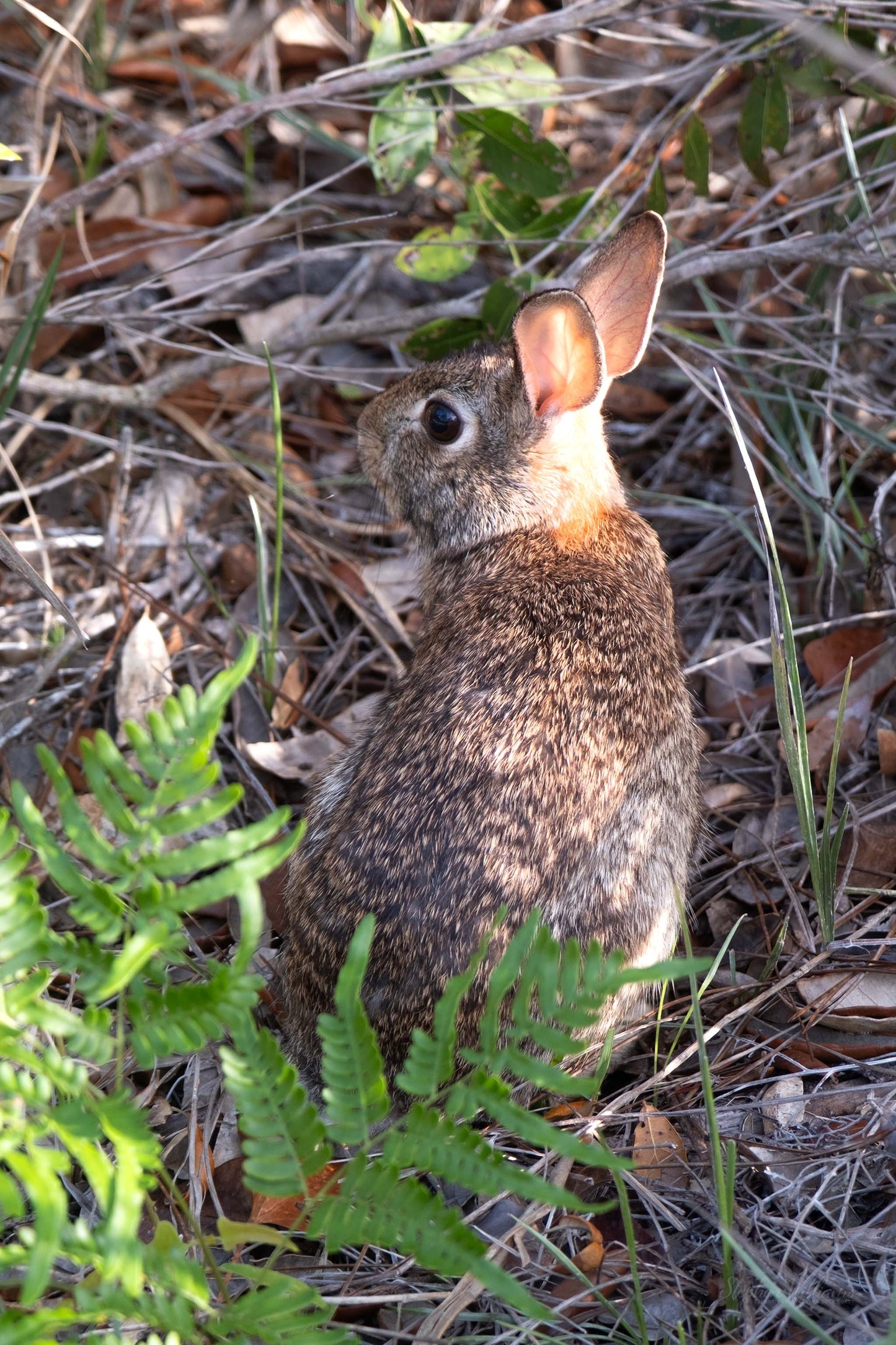 WILDLIFE - Marsh Rabbit in Bon Secour National Wildlife Refuge in Fort Morgan AL