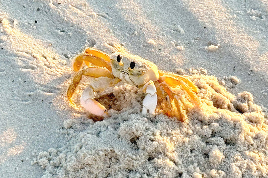 CURIOSITIES - Ghost Crab at Pine Beach in Bon Secour National Wildlife Refuge in Fort Morgan AL