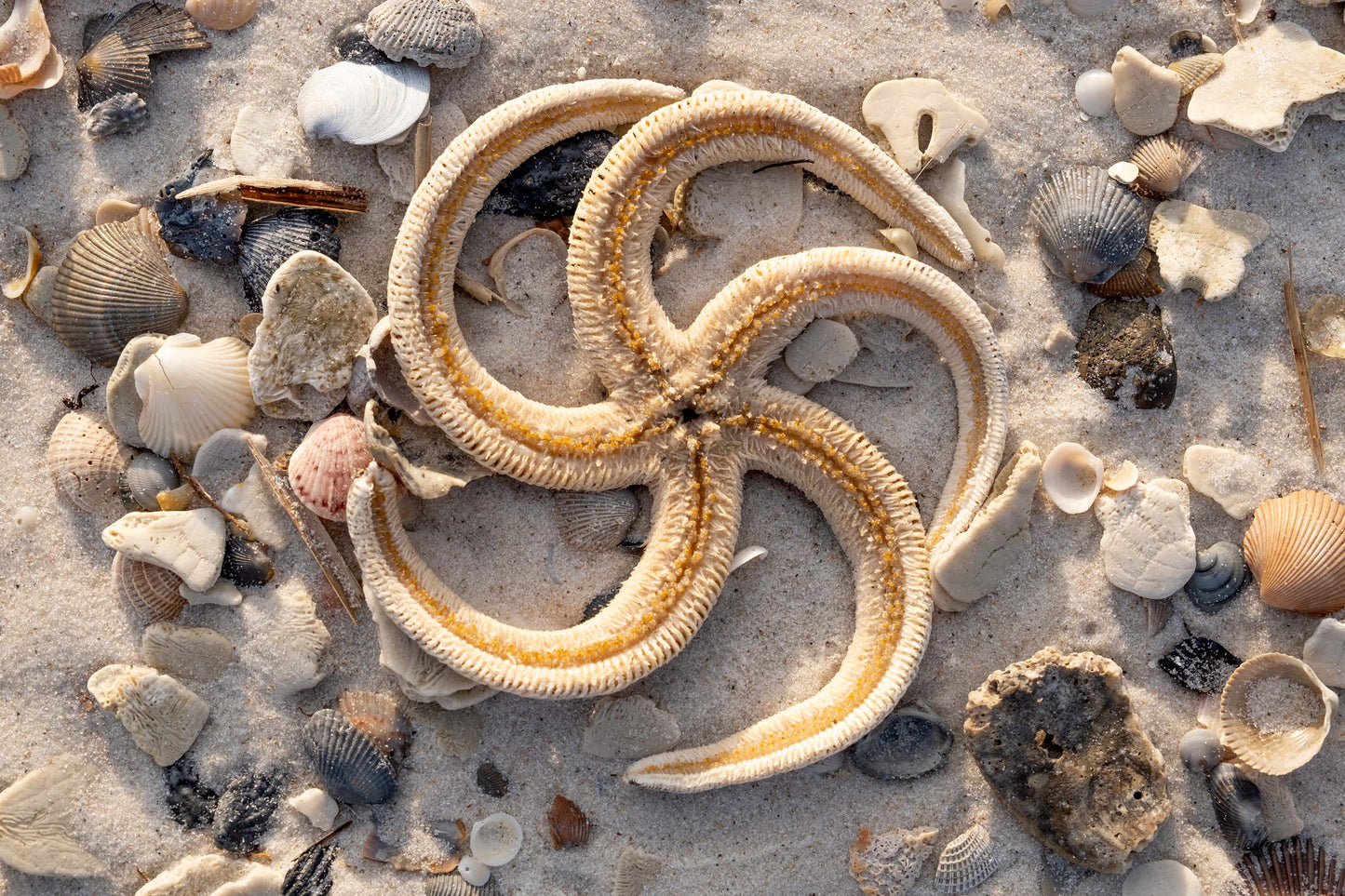 CURIOSITIES - Lined Starfish at Pine Beach in Bon Secour National Wildlife Refuge in Fort Morgan AL