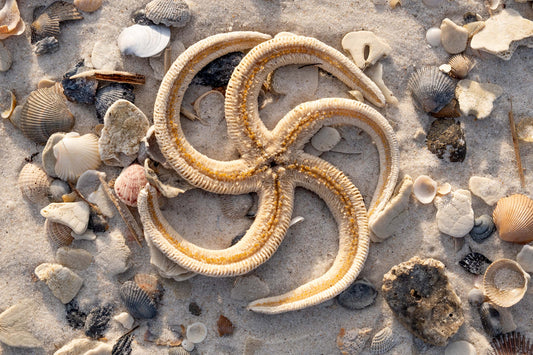 CURIOSITIES - Lined Starfish at Pine Beach in Bon Secour National Wildlife Refuge in Fort Morgan AL