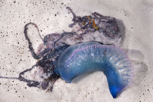 CURIOSITIES - Portuguese Man-of-War at Opal Beach in Santa Rosa Area of Gulf Islands National Seashore near Navarre Beach FL