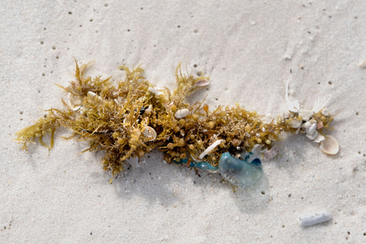 CURIOSITIES - Sargassum Seaweed at Opal Beach in Santa Rosa Area of Gulf Islands National Seashore near Navarre Beach FL