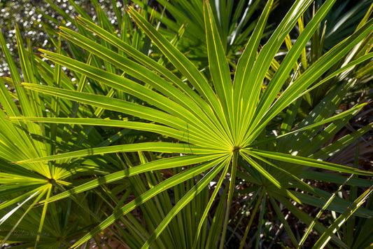 FLORA - Sabal Palmetto in Alabama's Gulf State Park