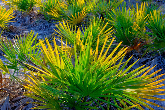 FLORA - Sabal Palmetto in Bon Secour National Wildlife Refuge in Fort Morgan AL
