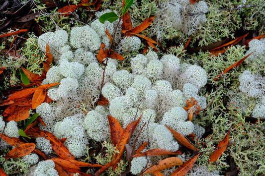 FLORA - Lichens and Fungi in Bon Secour National Wildlife Refuge in Fort Morgan AL