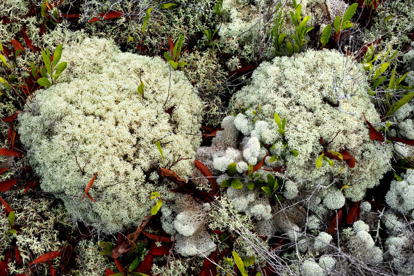 FLORA - Lichens and Fungi in Bon Secour National Wildlife Refuge in Fort Morgan AL