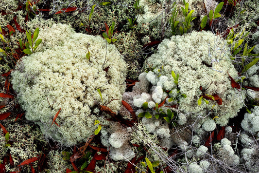 FLORA - Lichens and Fungi in Bon Secour National Wildlife Refuge in Fort Morgan AL