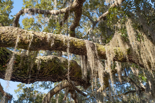 FLORA - Spanish Moss on Southern Live Oak in Bon Secour National Wildlife Refuge in Fort Morgan AL