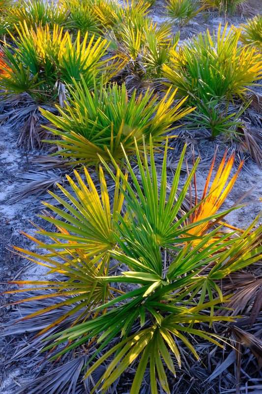 FLORA - Sabal Palmetto in Bon Secour National Wildlife Refuge in Fort Morgan AL