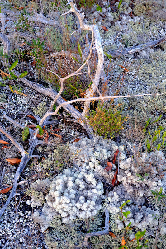 FLORA - Lichens and Fungi in Bon Secour National Wildlife Refuge in Fort Morgan AL