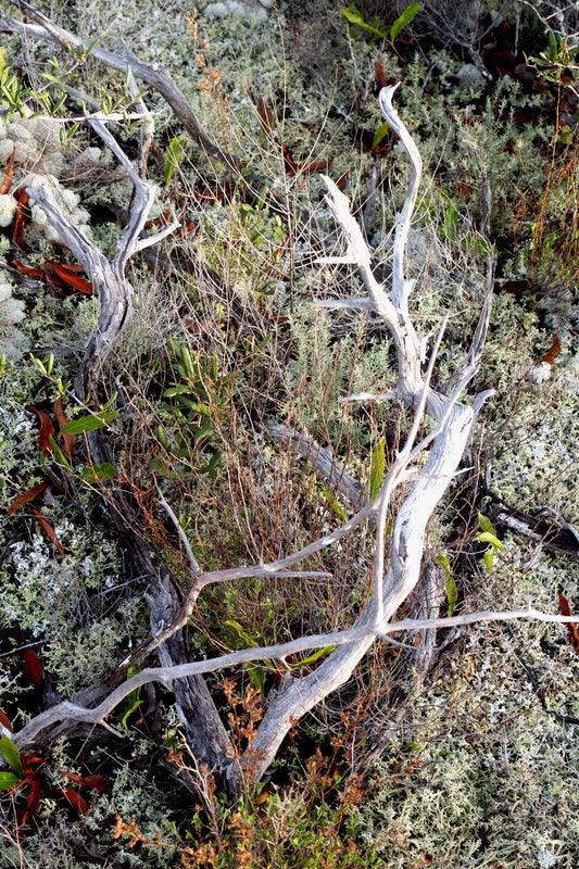 FLORA - Lichens and Fungi in Bon Secour National Wildlife Refuge in Fort Morgan AL