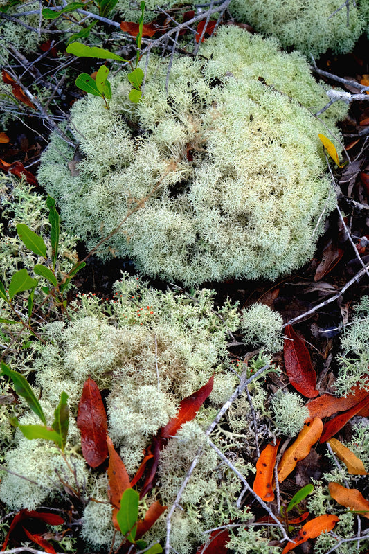 FLORA - Lichens and Fungi in Bon Secour National Wildlife Refuge in Fort Morgan AL