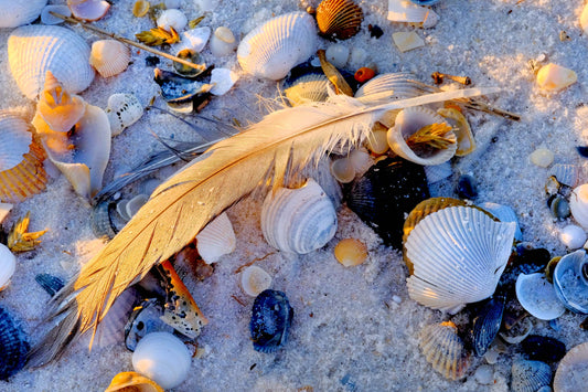 FEATHERS SHELLS & TRACKS - Great Blue Heron Feather and Seashells at Pine Beach in Bon Secour National Wildlife Refuge in Fort Morgan AL
