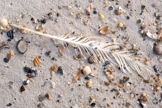 FEATHERS SHELLS & TRACKS - Great Blue Heron Feather and Seashells at Pine Beach in Bon Secour National Wildlife Refuge in Fort Morgan AL