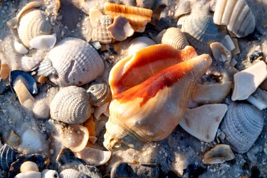 FEATHERS SHELLS & TRACKS - Florida Fighting Conch and Seashells at Pine Beach in Bon Secour National Wildlife Refuge in Fort Morgan AL