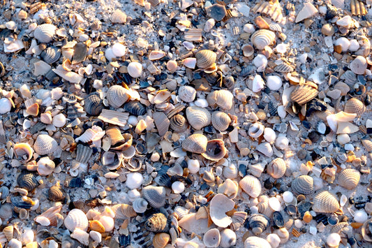 FEATHERS SHELLS & TRACKS - Seashells at Pine Beach in Bon Secour National Wildlife Refuge in Fort Morgan AL