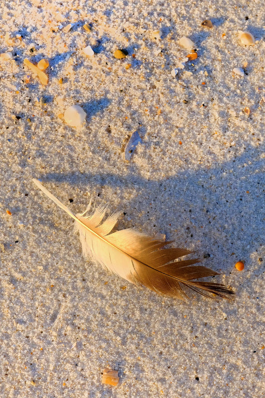 FEATHERS SHELLS & TRACKS - Shorebird Feather at Pine Beach in Bon Secour National Wildlife Refuge in Fort Morgan AL
