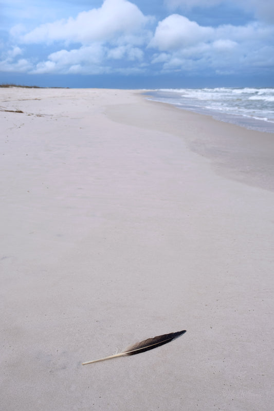 FEATHERS SHELLS & TRACKS - Great Blue Heron Feather at Pine Beach in Bon Secour National Wildlife Refuge in Fort Morgan AL