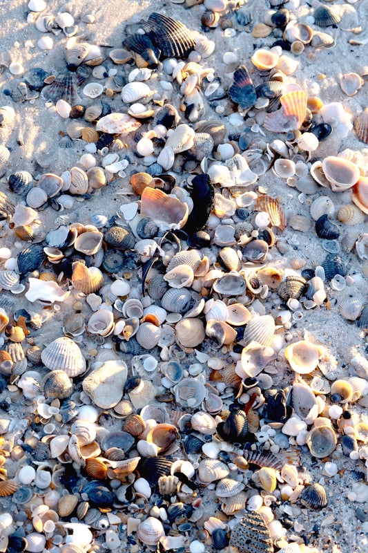 FEATHERS SHELLS & TRACKS - Seashells at Pine Beach in Bon Secour National Wildlife Refuge in Fort Morgan AL