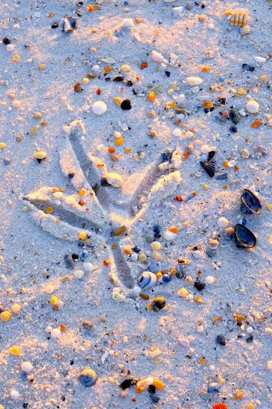 FEATHERS SHELLS & TRACKS - Great Blue Heron Track at Pine Beach in Bon Secour National Wildlife Refuge in Fort Morgan AL