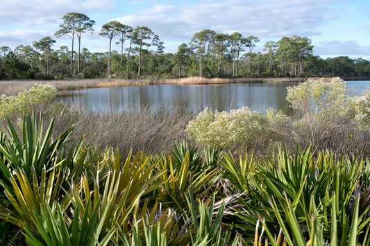 LANDSCAPES - Gator Lake in Bon Secour National Wildlife Refuge in Fort Morgan AL