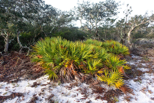 LANDSCAPES - Sand Dune Vegetation in Bon Secour National Wildlife Refuge in Fort Morgan AL