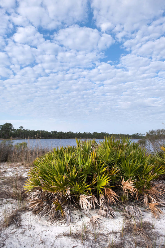 LANDSCAPES - Gator Lake in Bon Secour National Wildlife Refuge in Fort Morgan AL