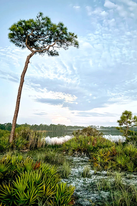 LANDSCAPES - Gator Lake in Bon Secour National Wildlife Refuge in Fort Morgan AL