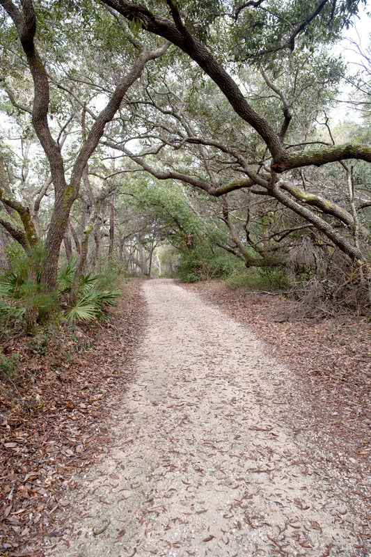 LANDSCAPES - Pine Beach Trail in Bon Secour National Wildlife Refuge in Fort Morgan AL
