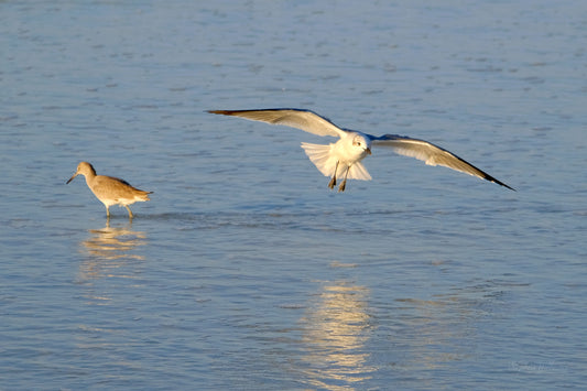 WILDLIFE - Willet and Seagull at Okaloosa Island in Fort Walton Beach FL