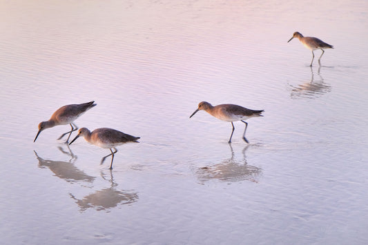 WILDLIFE - Willets at Okaloosa Island in Fort Walton Beach FL