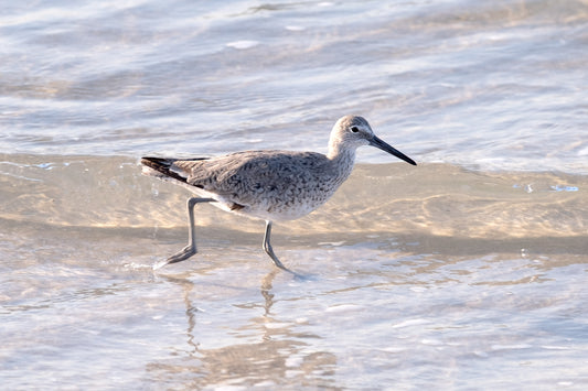 WILDLIFE - Willet at Pine Beach in Bon Secour National Wildlife Refuge in Fort Morgan AL