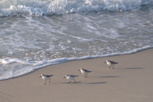 WILDLIFE - Sanderlings at Pine Beach in Bon Secour National Wildlife Refuge in Fort Morgan AL
