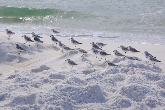 WILDLIFE - Sanderlings at Opal Beach near Navarre Beach FL